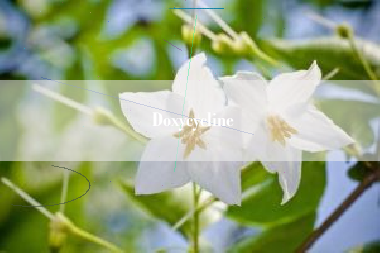 Doxycycline
